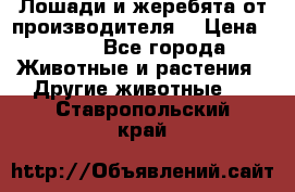 Лошади и жеребята от производителя. › Цена ­ 120 - Все города Животные и растения » Другие животные   . Ставропольский край